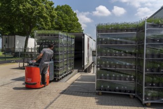 Horticultural company, lavender plants, in flower pots, outdoors, are packed for transport to the