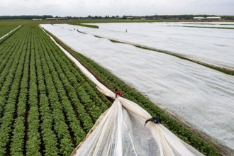 Potato field, fleece cover is removed, the fleece is intended to protect against weather