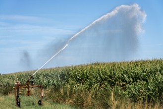 A field is artificially irrigated, water is sprayed onto the field via a sprinkler system, maize