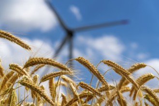 Grain field, ready for harvest, barley, ears of grain, rotors of a wind power plant