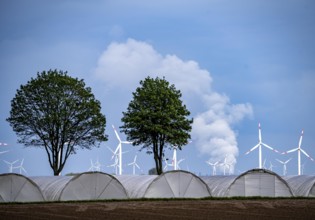 Agriculture, large areas with foil tunnels, for growing strawberries, south of Lövenich, belongs to