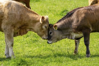 Herd of cattle, dairy cows, grazing in the Styrumer Ruhrauen, Mülheim an der Ruhr, North