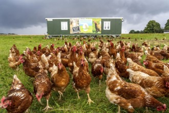 Chickens in a meadow, mobile housing, free-range chickens, free-range eggs, north of