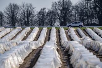 Asparagus fields, asparagus stems under foil, for faster growth, near Kirchhellen, district of