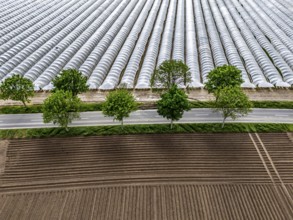 Agriculture, large areas with foil tunnel, for the cultivation of strawberries, freshly cultivated