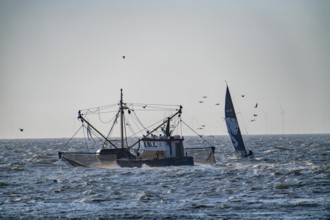 Shrimp cutter SCH-10 Drie Gebroeders, off the coast of Scheveningen, The Hague, with spread nets,