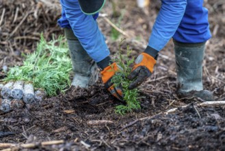 Reforestation in the Arnsberg Forest near Warstein-Sichtigvor, Soest district, forestry workers