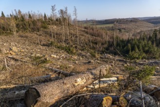 Cleared forest area north of the village of Hirschberg, Soest district, dead spruce stands were