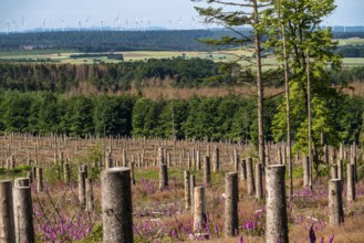 Cleared forest in the Eggegebirge, near Lichtenau, Paderborn district, site of a spruce forest that