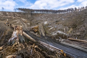 Cleared forest area north of the village of Öventrop, district of Arnsberg, dead spruce stands were