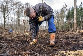 Reforestation in the Arnsberg Forest near Rüthen-Nettelstädt, Soest district, forestry workers