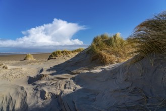 Dune landscape, sand dunes, dune grass in the west of Borkum, island, East Frisia, winter, season,