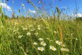 Landscape, pasture with tall grass, daisies, summer in Hochsauerlandkreis, North Rhine-Westphalia.