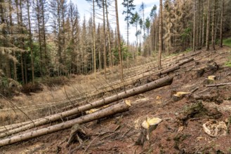 Forest dieback in Arnsberg Forest, northern Sauerland, dead spruce trees, partly cleared forest,