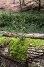 Plants, mosses growing on a dead, fallen tree, spruce, sage-gamander plant, in the Arnsberg Forest,