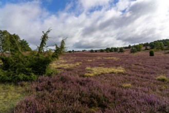 Flowering heath, heather and juniper bushes, near Wilseder Berg, in the Lüneburg Heath nature