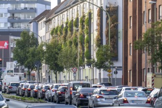 Facade greening on apartment blocks, on Gladbecker Straße, B224, to filter nitrogen oxides and fine