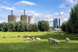 Duisburg Friemershein, sheep on a pasture in the floodplain along the Rhine, pollard willow trees,