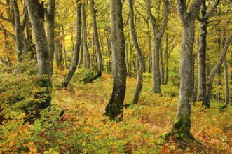 Gnarled beech forest in autumn on the Weissenstein, Swiss Jura in the canton of Solothurn,