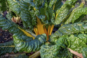 Chard, yellow-stemmed, vegetable patch, North Rhine-Westphalia, Germany, Europe