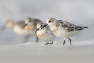 Sanderling (Calidris alba) feeding on a beach. Camaret sur mer, Crozon, Finistere, Brittany,