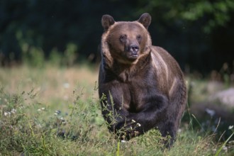 European brown bear or Eurasian brown bear (Ursus arctos arctos), male brown bear in a forest