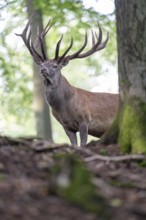 Red deer (Cervus elaphus), Vulkaneifel, Rhineland-Palatinate, Germany, Europe