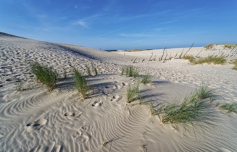 Dune landscape around the Lontz Dune, Wydma Lacka, the largest travelling dune on the Polish Baltic