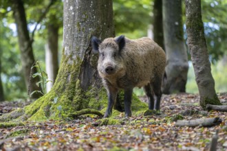 Wild boar (Sus scrofa), Vulkaneifel, Rhineland-Palatinate, Germany, Europe