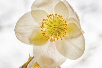 Detailed depiction of a white flower with a yellow centre, conveying a peaceful atmosphere,