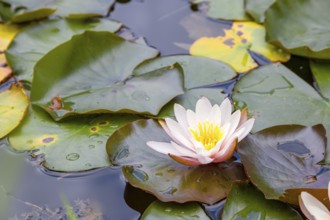 A single water lily (Nymphaeaceae) in full bloom on the still water of a pond