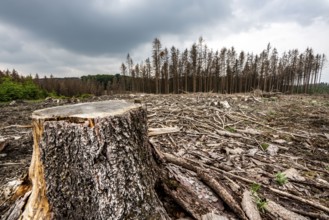 Forest dieback in the Arnsberg Forest nature park Park, over 70 per cent of the spruce trees are