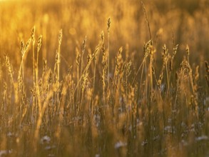 Grass stalks with flowering heads, photographed against the light, in late evening, warm sunny