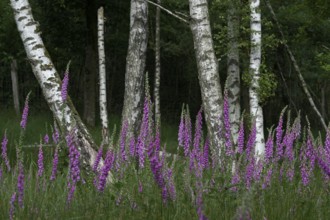 Common foxglove (Digitalis purpurea) and birch trees (Betula pendula), Lower Rhine, North