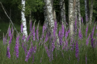 Common foxglove (Digitalis purpurea) and birch trees (Betula pendula), Lower Rhine, North