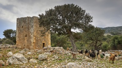 Herd of goats around a ruin on a cloudy day, sheep (e) or goat (n), ovis, caprae, Crete, Greek