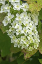 Oakleaf hydrangea (Hydrangea quercifolia), North Rhine-Westphalia, Germany, Europe