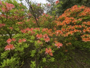 Azalea (Azalea sp.) flowering in a park, Hesse, Germany, Europe