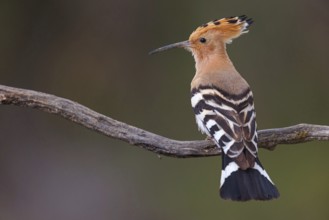 Hoopoe, (Upupa epops), on perch, hoopoe family, formerly raptors, Hides de El Taray / Lesser Kestr,