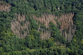 Forest dieback, dead spruce trees, landscape in the Rureifel, near Nideggen, Düren district, North