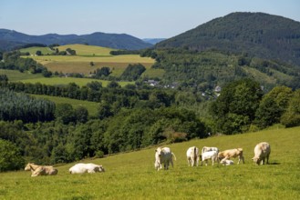 Viehweide, Sauerland, landscape near Oberkirchen, belongs to the town of Schmallenberg,