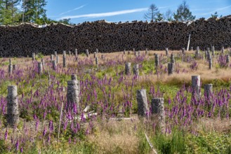 Cleared forest in the Eggegebirge, near Lichtenau, Paderborn district, site of a spruce forest that