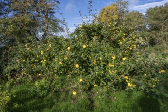 Quince tree (Cydonia oblonga) with ripe fruit in an orchard, Mecklenburg-Western Pomerania,