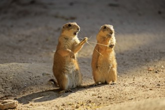 Black-tailed prairie dog (Cynomys ludovicianus), adult, feeding, two animals, North America