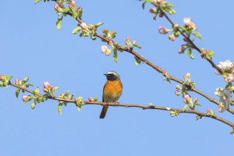 Redstart, (Phoenicurus phoenicurus), Hamm am Rhein, Worms district, Rhineland-Palatinate, Germany,