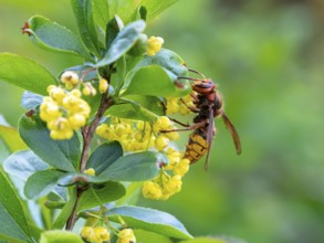 European hornet (Vespa crabro), insect, insects, macro, plant, garden, Neuhofen,