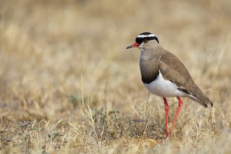 Crowned Lapwing, (Vanellus coronatu), Wakkerstrom surroundings, Wakkerstrom, Mpumalanga, South