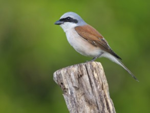 Red-backed shrike, red-backed shrike, thorn-backed shrike, family of shrikes, (Lanius collurio),