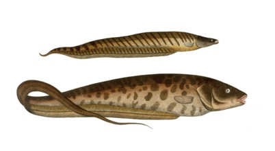 Fish, fish, below: Gymnotus carapo, the longtail. top: Gymnotus brachiurus, the short tail,