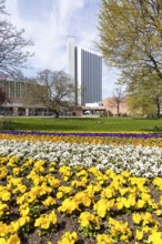 Spring planting with pansies (viola) in the city centre with visual axis to the civic hall and the